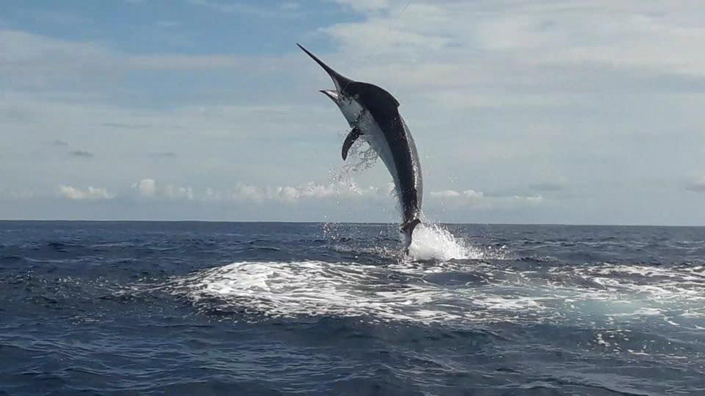 Sport Fishing — Jaco Elite VIP, Costa Rica